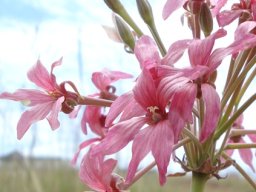 Pelargonium luridum pink flowers, green buds